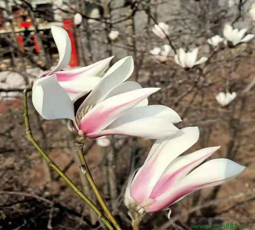 二喬玉蘭什么時間開花? 常見的玉蘭種類有哪些?