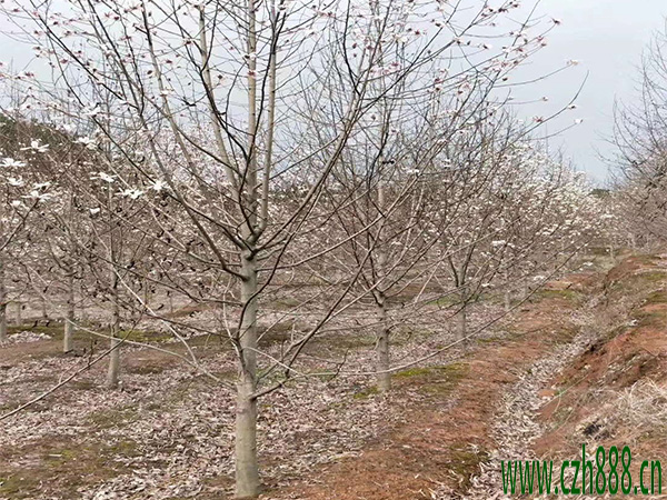 二喬玉蘭什么時間開花? 常見的玉蘭種類有哪些?