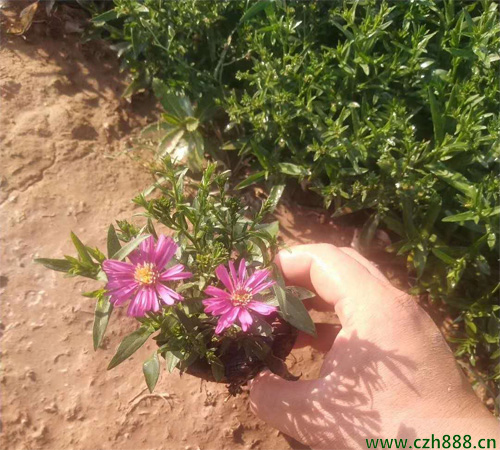 荷蘭菊如何養殖 荷蘭菊的養殖方法