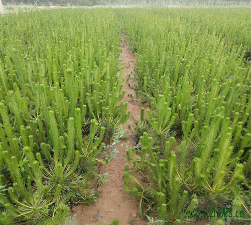 黑松的繁植辦法 黑松的病蟲害防治