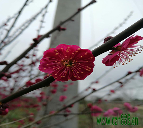 紅梅盆景會不會養?紅梅盆景栽培方法