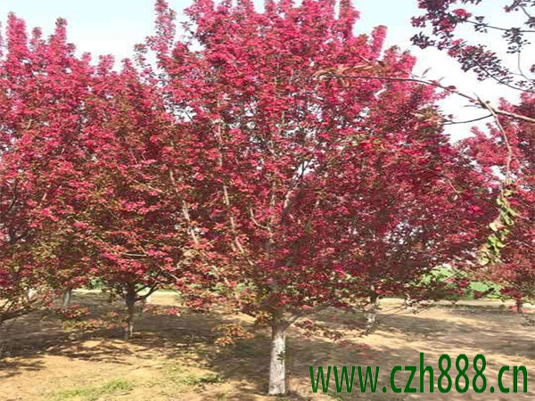 北美海棠種植方法有哪些?北美海棠如何栽培和養(yǎng)護(hù)管理