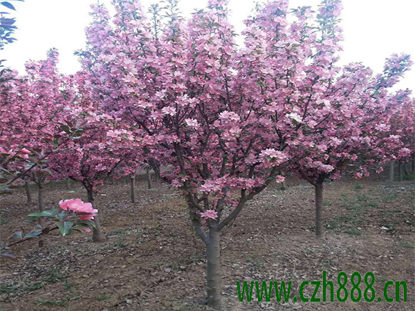北美海棠種植方法有哪些?北美海棠如何栽培和養(yǎng)護(hù)管理