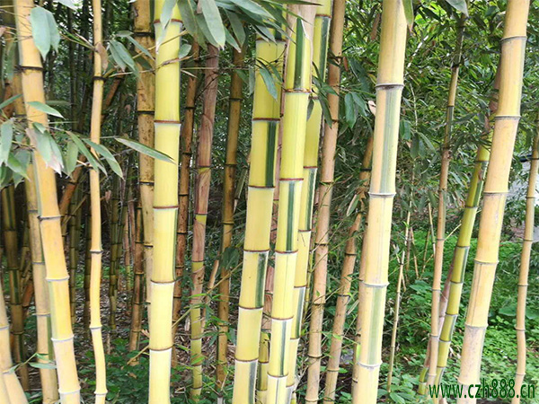 金鑲玉竹的基本特征有哪些？ 金鑲玉竹簡單介紹