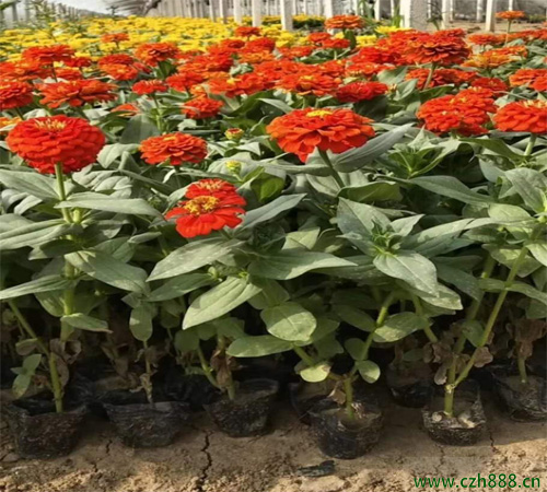 百日草的種植方法有哪些？百日草的扦插方法