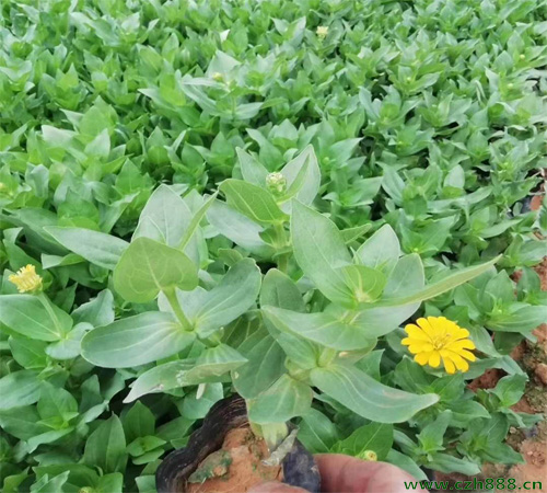 百日草的種植方法有哪些？百日草的扦插方法