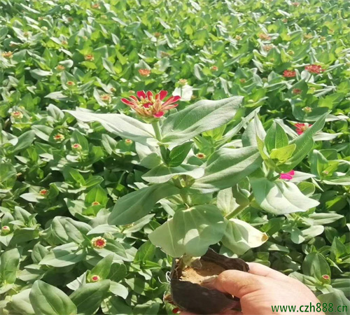 百日草的種植方法有哪些？百日草的扦插方法
