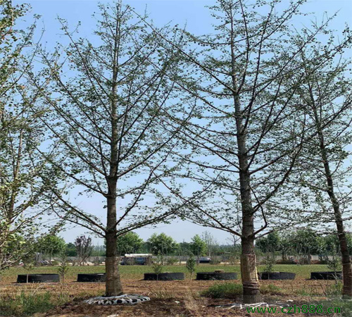 銀杏的后期管理 銀杏樹的種植養護