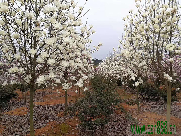 白玉蘭如何種植?白玉蘭的種植方法
