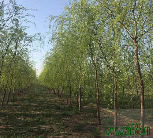旱柳和垂柳有什么區(qū)別?柳樹的不同種類