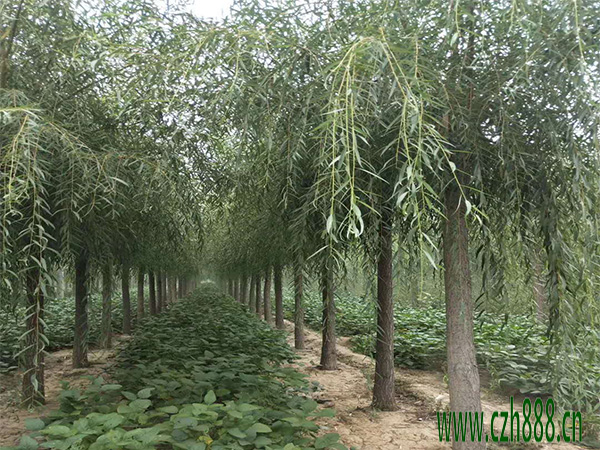柳樹什么時(shí)候開花? 柳樹開的花是什么樣子?