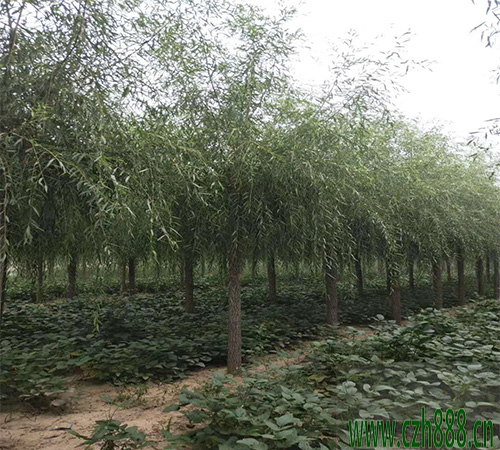 柳樹什么時(shí)候開花? 柳樹開的花是什么樣子?