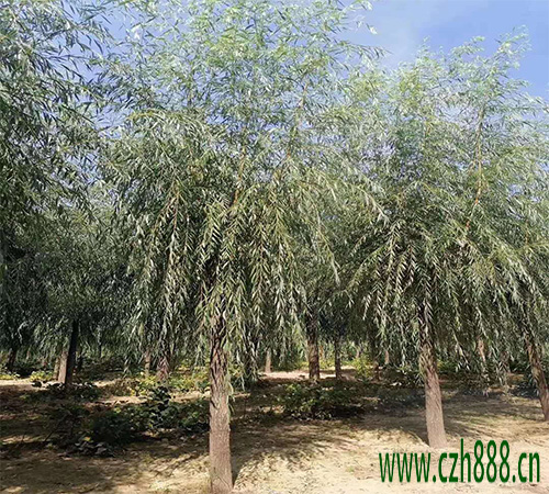 柳樹什么時(shí)候開花? 柳樹開的花是什么樣子?