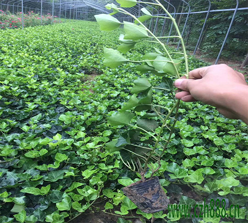常青藤如何發(fā)根？ 常青藤養(yǎng)植注意事項
