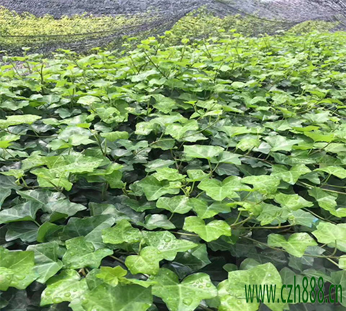 常青藤如何發(fā)根？ 常青藤養(yǎng)植注意事項