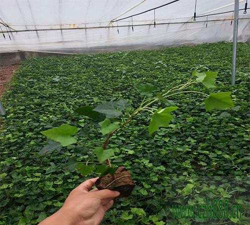 常青藤如何發(fā)根？ 常青藤養(yǎng)植注意事項