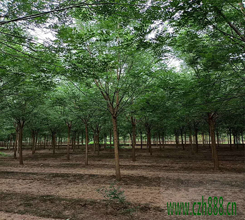國槐適合種植在哪些地方?國槐的后期養護