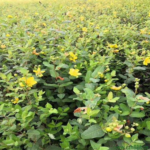 金絲梅的培植方法  金絲梅的培植注意事項(xiàng)