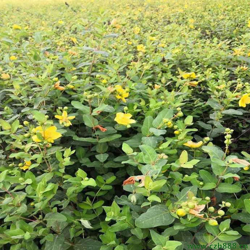 金絲梅的培植方法  金絲梅的培植注意事項(xiàng)