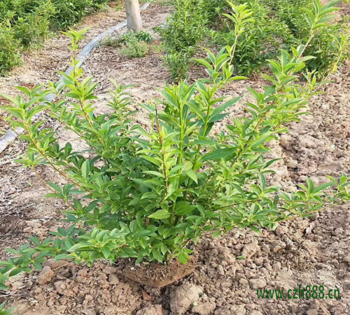 連翹的種植前景怎么養？ 連翹的特性有哪些？