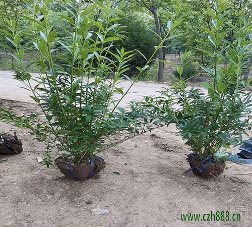 連翹的種植前景怎么養？ 連翹的特性有哪些？