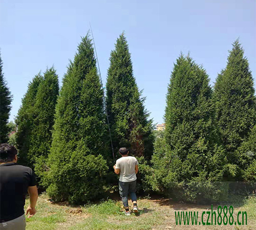 塔柏適合什么季節種植? 塔柏種植的注意事項