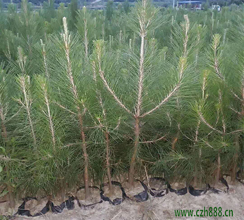 馬尾松盆景自己怎么養植？ 馬尾松養植要點
