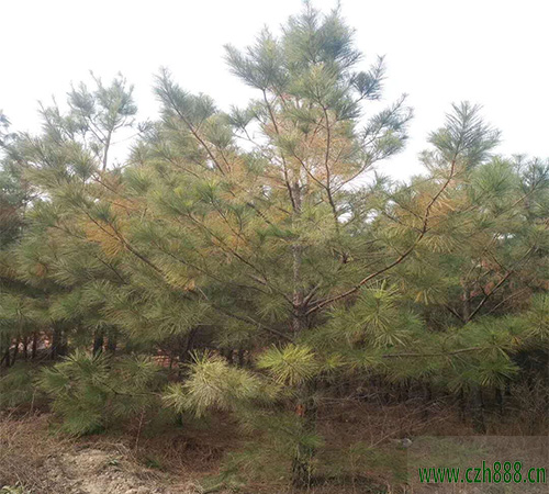 馬尾松盆景自己怎么養植？ 馬尾松養植要點