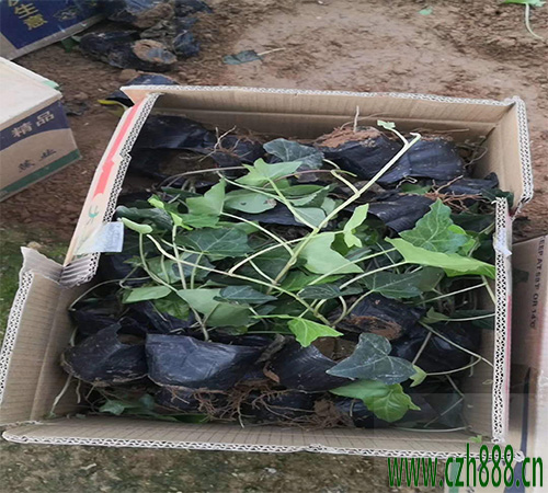 常青藤怎么養(yǎng)得好?要注意這些地方
