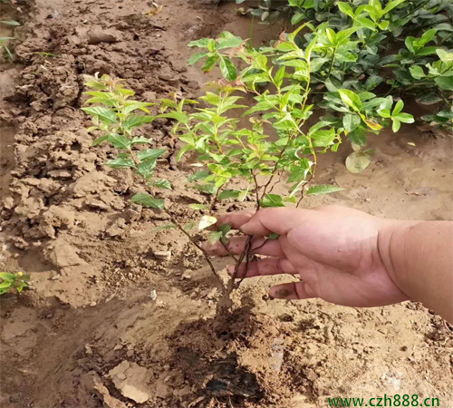 金焰繡線菊如何種植? 金焰繡線菊種植方法和注意事項