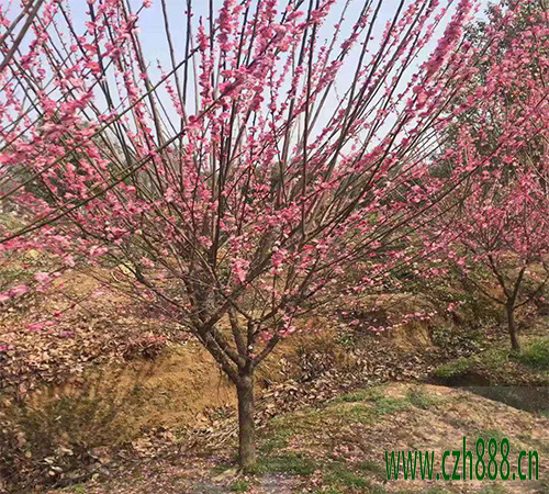 紅梅什么時候開花? 紅梅的四季養護