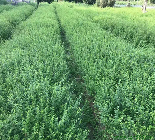 小葉女貞球如何造型？ 小葉女貞球樹的養(yǎng)護(hù)管理