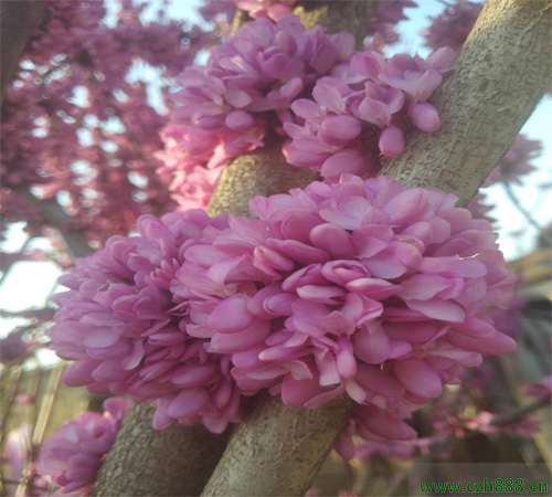 紫荊什么時(shí)候開花？ 紫荊的花期是什么時(shí)候？