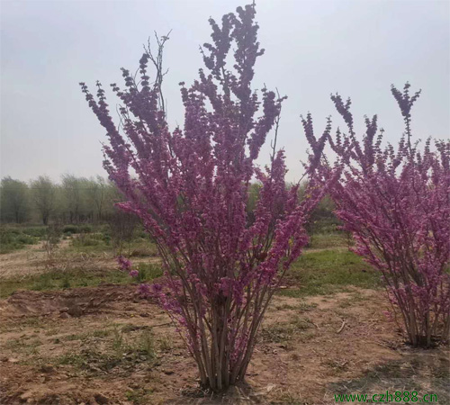 紫荊什么時(shí)候開花？ 紫荊的花期是什么時(shí)候？