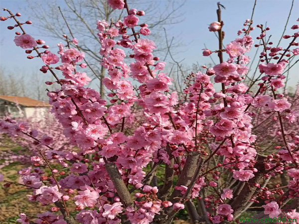 榆葉梅什么時候開花？ 榆葉梅的分布范圍