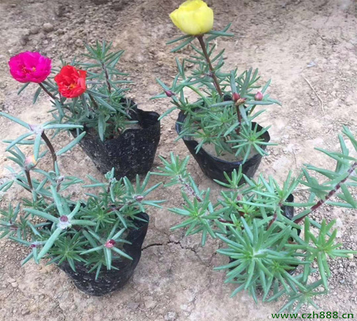 半枝蓮養植時會遇到哪些病蟲害？ 半枝蓮的病蟲害防治