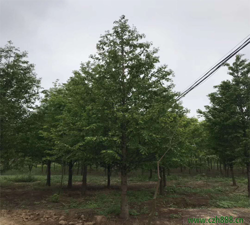 水杉適合什么時候移植? 水杉移植的方法