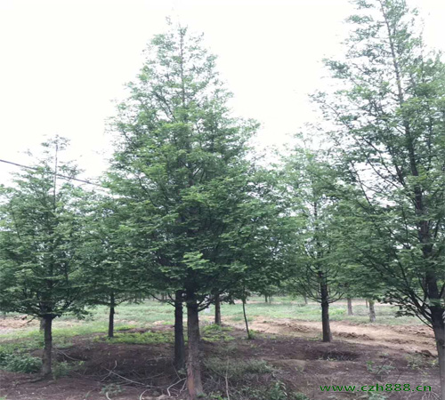 水杉適合什么時候移植? 水杉移植的方法