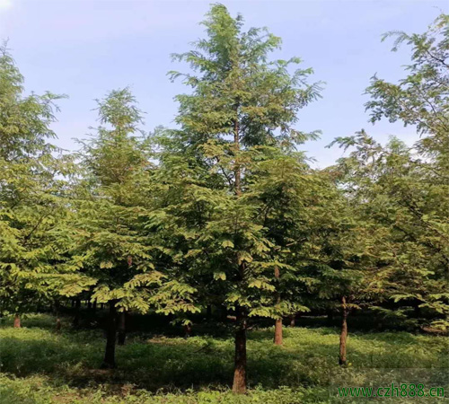 水杉適合什么時候移植? 水杉移植的方法