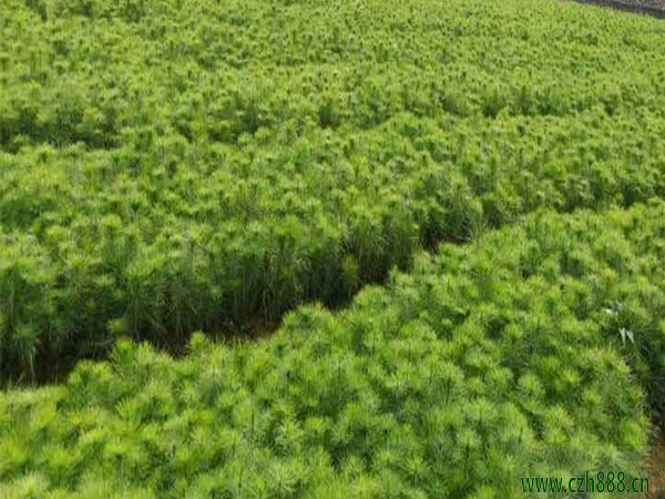 馬尾松樹(shù)苗種植有哪些方法?