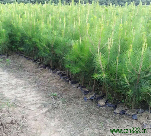 馬尾松樹(shù)苗種植有哪些方法?