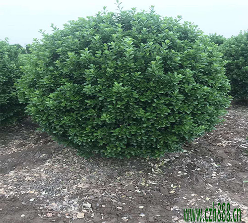 大葉黃楊球修剪要注意哪些細(xì)節(jié)?