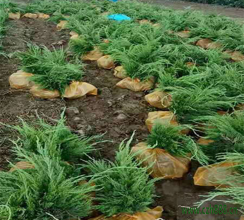 龍柏好不好種植？龍柏的栽植與養護方法