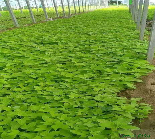 金葉佛甲草的養(yǎng)殖方法介紹