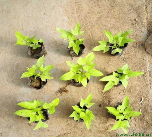 金葉佛甲草的養(yǎng)殖方法介紹