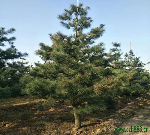華山松的生長習性 華山松的培育技術