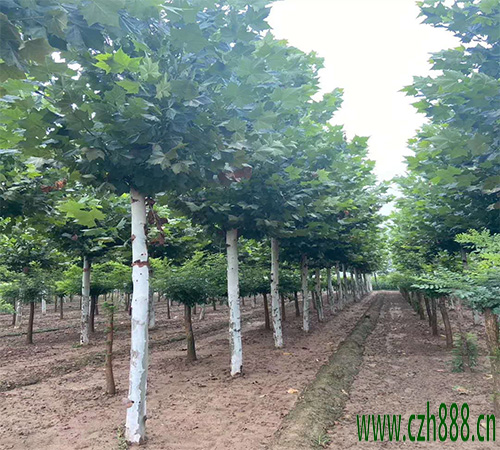 法桐葉子為什么會發(fā)黃？ 法桐葉子發(fā)黃的處理方法