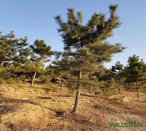 黑松的生長習性 黑松的培育方法和養護管理