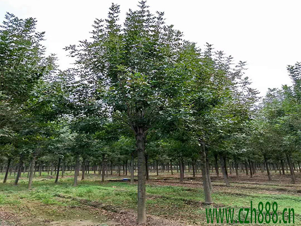 白榆種子如何育苗？白榆育苗方法詳細介紹