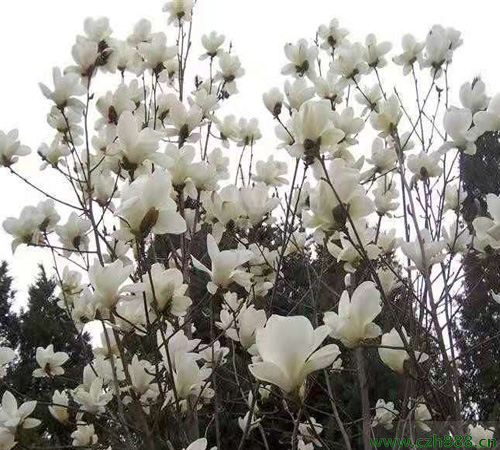 白玉蘭如何養(yǎng)護(hù)? 白玉蘭養(yǎng)護(hù)注意事項(xiàng)